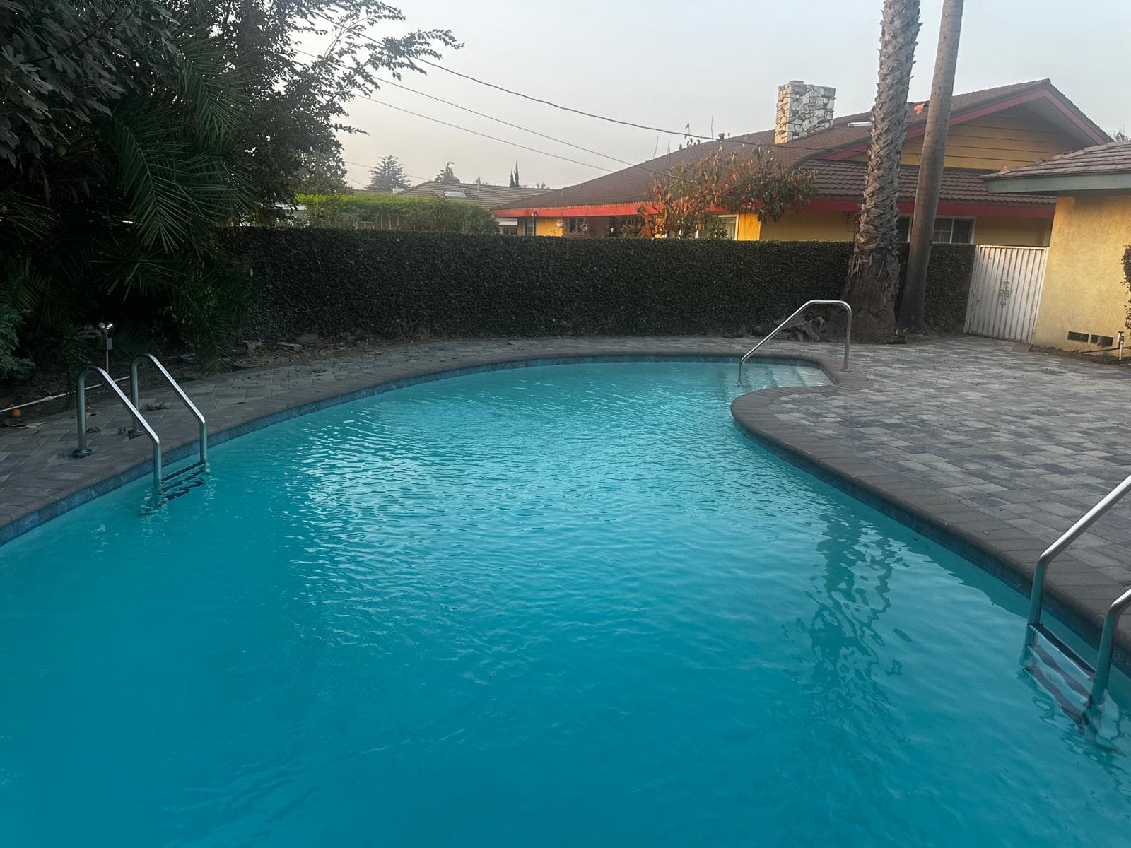 Curved blue backyard swimming pool with stone pavers and a tall green privacy hedge.